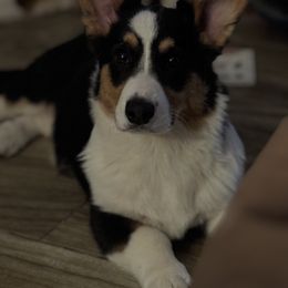 Cardigan Welsh Corgi Puppies from LoneStar Cardigan Welsh Corgis