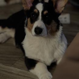 Cardigan Welsh Corgi Puppies from LoneStar Cardigan Welsh Corgis