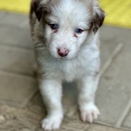 Pete - Red merle male Australian Shepherd puppy in Putnam County, New York from Highland Haven Australian Shepherds