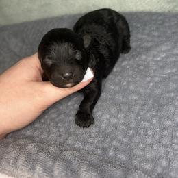Clover - Black male Maltipoo puppy in Clover, South Carolina from Cudi’s Buddies