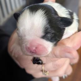 Bandit - Black and white male Shih Tzu puppy in Lostant, Illinois from Bella's Babies