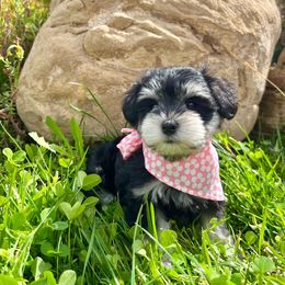 Zamora - Miniature Schnauzer puppy from Schnauzers on Robinson Lane