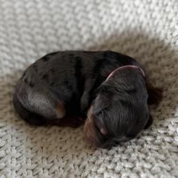 Strawberry - Merle female Bernedoodle puppy in Modesto, California from Central Valley Canine Companions