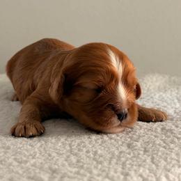 Graham AKC - Ruby male Cavalier King Charles Spaniel puppy in Katy, Texas from True Heart Cavaliers LLC
