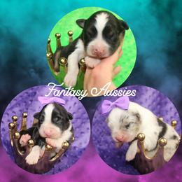Australian Shepherd puppies from Fantasy Pomeranians & Fantasy Aussies
