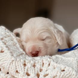 Boy 1 - White male Bernedoodle puppy in Maricopa, Arizona from Desert Ridge Doodles