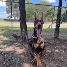 Presley - Doberman Pinscher