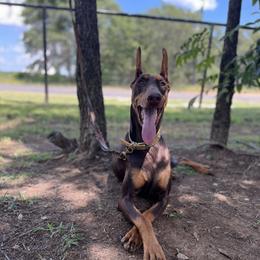 Presley - Doberman Pinscher