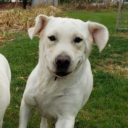 Zoey - Labrador Retriever