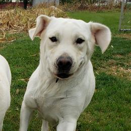 Zoey - Labrador Retriever