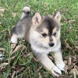 Pomsky Puppies from SRF Pomskies