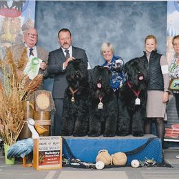 Black Russian Terrier All Grown Up from Over the Moon Black Russians