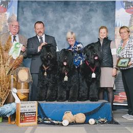 Black Russian Terrier All Grown Up from Over the Moon Black Russians