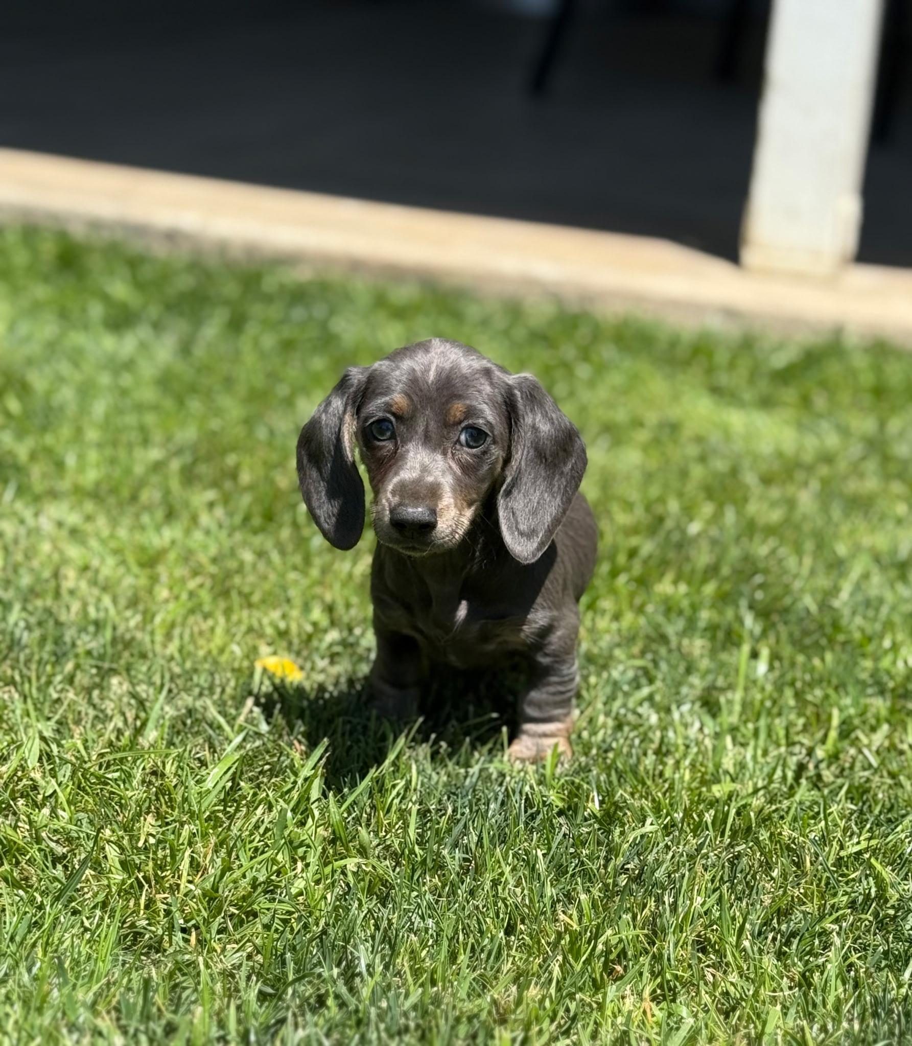 Good Dog Tessasprettydachshunds in California | Dachshund puppies | Good Dog