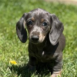 Dachshunds from Tessasprettydachshunds