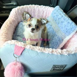 Belle-a - Chocolate brindled fawn female Chihuahua puppy in Anderson, South Carolina from Lil Treasures Chihuahuas