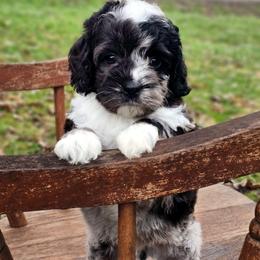 Oakley- Male - Merle male Cockapoo puppy in Connersville, Indiana from Dessie's Doodles