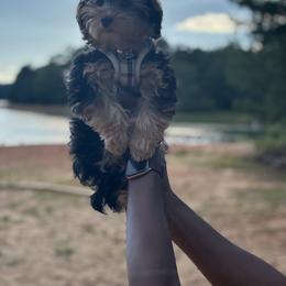Old English Sheepdog, Poodle, Sheepadoodle, and Yorkipoo Puppies from Love Tallulah Sheepadoodles LLC