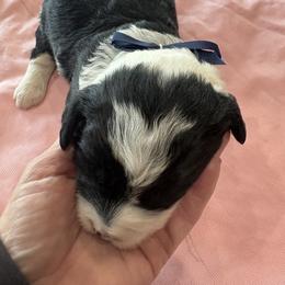 Carol - Black and white female Sheepadoodle puppy in Leeton, Missouri from Jane Farrell