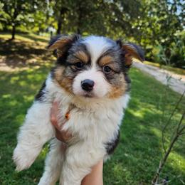 Wario - White and black male Pembroke Welsh Corgi puppy in Norwood, Missouri from McGraw's Paws 🐾