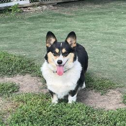 Pembroke Welsh Corgis from Lucky J Corgis