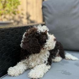 Carmela - Brown and white female Bernedoodle puppy in Los Angeles, California from Bernied00dle Love