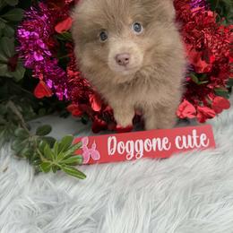Oakley - Lavender male Pomeranian puppy in Sandia, Texas from Broken Arrow Poms