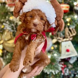 Zuzu (pink collar) - Red  female Goldendoodle puppy in Murfreesboro, Tennessee from Cherry Lane Farm Doodles