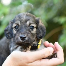 Blanche - Cream female Dachshund puppy in Youngstown, Florida from Paradox Dachshunds