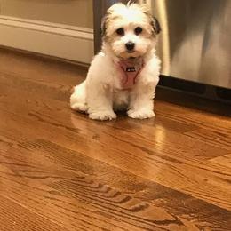 Coton de Tulear and Poodle Puppies from Legacy Pets