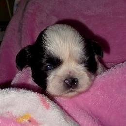 Girl 3 p - Black and white female Shih Tzu puppy in Buxton, Maine from Shih Tzu Junction