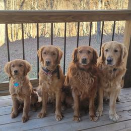 Golden Retriever All Grown Up from Paisley's Golden Pups