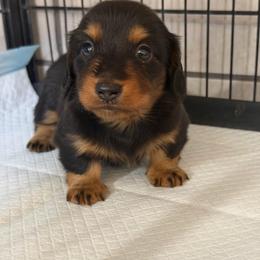 Bones - Black and tan male Dachshund puppy in Tonopah, Arizona from Brandie's Dachshunds