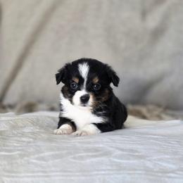 Hazelnut - Black tri female Miniature Australian Shepherd puppy in Killen, Alabama from Wilkers Wholehearted Mini Aussies