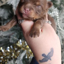 Pomeranian Puppies from Spellbound Pomeranians