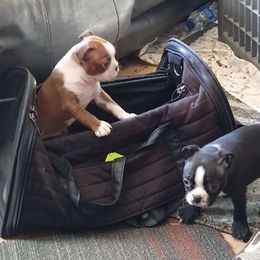 Boy 1 - Boston Terrier puppy from Joy B's Boston Terriers