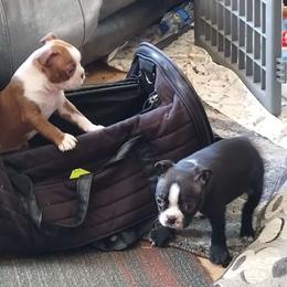 Boy 1 - Boston Terrier puppy from Joy B's Boston Terriers