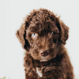 Bernedoodle, Goldendoodle, Poodle, and Shihpoo Puppies from Stormie's Doodles
