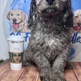 Cappuccino - Merle male Labradoodle puppy in Kingston, Georgia from CC Familydoodles