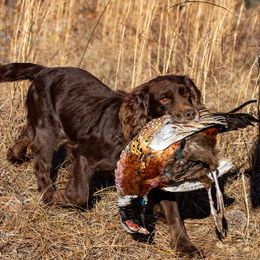 English Cocker Spaniel All Grown Up from SunSage Sporting Dogs