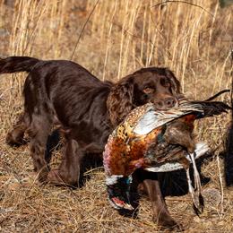 English Cocker Spaniel All Grown Up from SunSage Sporting Dogs