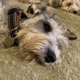 Jr. - Miniature Schnauzer