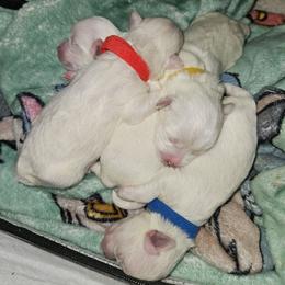 Maltese puppies from Emotional Amor Support