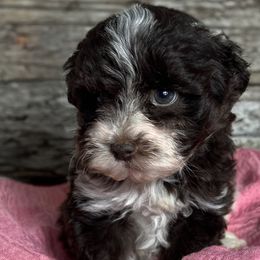 Cavalier King Charles Spaniels and Golden Retrievers from Fluffy Buttz