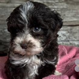 Cavalier King Charles Spaniels and Golden Retrievers from Fluffy Buttz