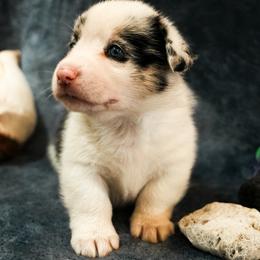 American Corgi, Cardigan Welsh Corgi, and Pembroke Welsh Corgi Puppies from Cal Beach Corgis