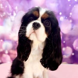 Bijou - Cavalier King Charles Spaniel