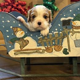 Frosty - Blenheim male Cavalier King Charles Spaniel puppy in Lula, Georgia from Cavaliers by Crumley