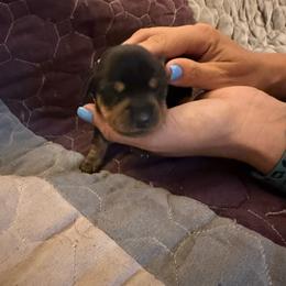 Frenchie - Black and tan female Dachshund puppy in Taylor, Michigan from Meg’s Mini Doxies