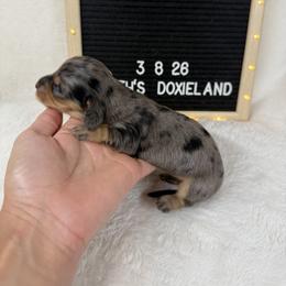 Mia - Dapple female Dachshund puppy in Dickinson, Texas from Beth’s Doxieland